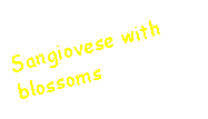 Text Box: Sangiovese with blossoms