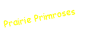 Text Box: Prairie Primroses