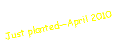 Text Box: Just plantedApril 2010